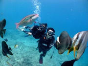 Divers in Okinawa surrounded by tropical fish