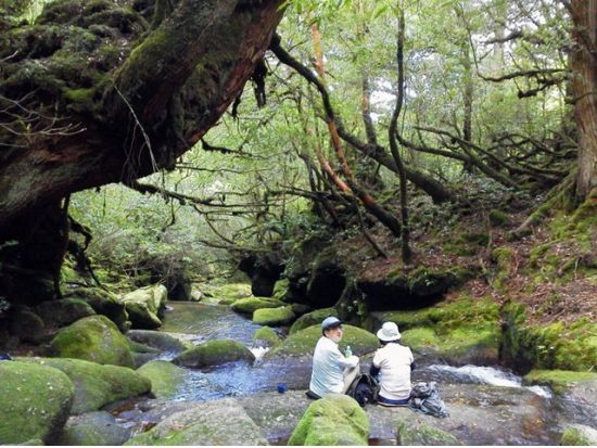 白谷雲水峡1日（苔むす森まで）トレッキング 白谷雲水峡最大の巨木『奉行杉』を見られるコース  清流で沸かすコーヒー付き　by 屋久島ネイチャー企画フィールド 