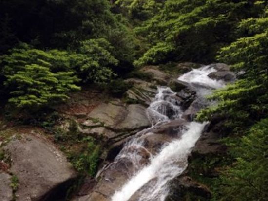 屋久島ネイチャー白谷1