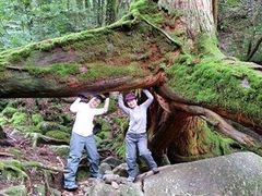 三本足杉