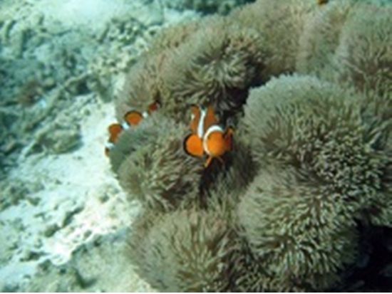 万座毛クリアカヤックツアー　広がるエメラルドの海と熱帯魚の生活を覗き見しよう！＜3歳から参加OK／ガイド付／グリーンフィンズ認定店／恩納村＞