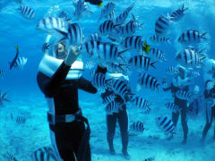Walking underwater, feeding tropical fish