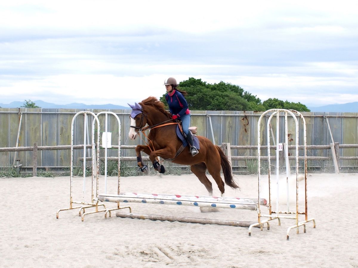 乗馬体験プラン 馬の温もりから伝わる安心感＜平群町＞ | 奈良の観光