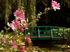 Monet's Garden
