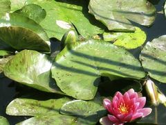 gi-05-giverny-gardens-pond