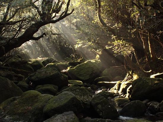 YNAC 屋久島野外活動総合センター15