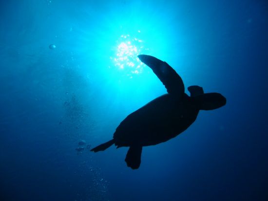 バラス島周辺シュノーケリング サクッと半日シュノーケリング　バナナボートやサブウィング付プランあり！午前または午後から選択＜西部地区ホテル無料送迎／西表島＞