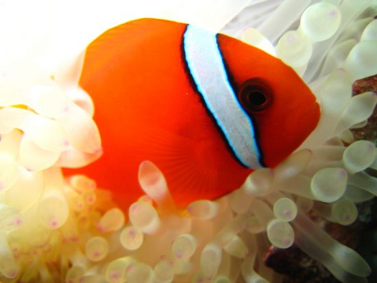 バラス島周辺シュノーケリング サクッと半日シュノーケリング　バナナボートやサブウィング付プランあり！午前または午後から選択＜西部地区ホテル無料送迎／西表島＞