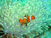 珊瑚 (1)　海猫02