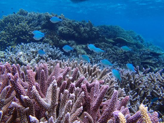 バラス島周辺シュノーケリング サクッと半日シュノーケリング　バナナボートやサブウィング付プランあり！午前または午後から選択＜西部地区ホテル無料送迎／西表島＞