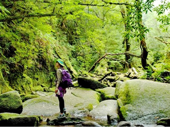 白谷雲水峡1日（苔むす森まで）トレッキングツアー 自然を100倍好きになる！公認ガイドがご案内　by YNACクラシック
