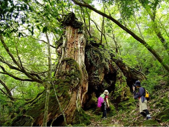 白谷雲水峡1日（苔むす森まで）トレッキングツアー 自然を100倍好きになる！公認ガイドがご案内　by YNACクラシック