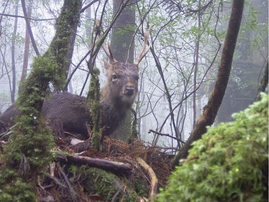 白谷雲水峡1日（苔むす森まで）トレッキングツアー 自然を100倍好きになる！公認ガイドがご案内　by YNACクラシック