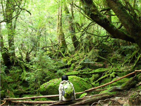 白谷雲水峡1日（苔むす森まで）トレッキングツアー 自然を100倍好きになる！公認ガイドがご案内　by YNACクラシック