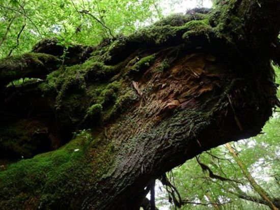 白谷雲水峡1日（苔むす森まで）トレッキングツアー 自然を100倍好きになる！公認ガイドがご案内　by YNACクラシック