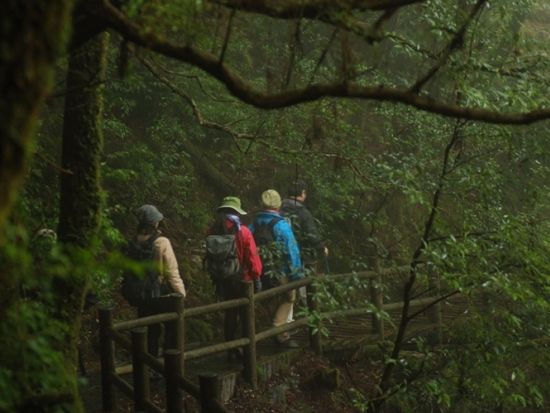 ヤクスギランドトレッキングツアー 150分のコースを5～6時間かけてゆっくりご案内  竹皮に包まれたおにぎり弁当付き by YNACクラシック