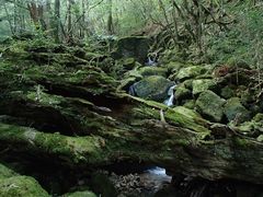YNAC 屋久島野外活動総合センター29