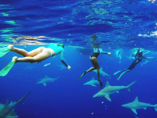 Whale Shark Leggings, Swim, SCUBA Dive, Surf, SUP