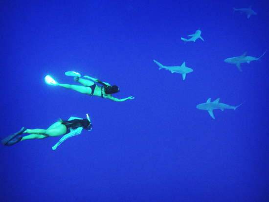 シャークシュノーケリング　ケージ無しでサメと泳ぐ非日常体験 ＜2時間／貸切プランあり／ノースショア発＞