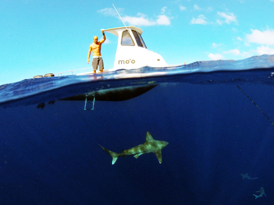 シャークシュノーケリング　ケージ無しでサメと泳ぐ非日常体験 ＜2時間／貸切プランあり／ノースショア発＞