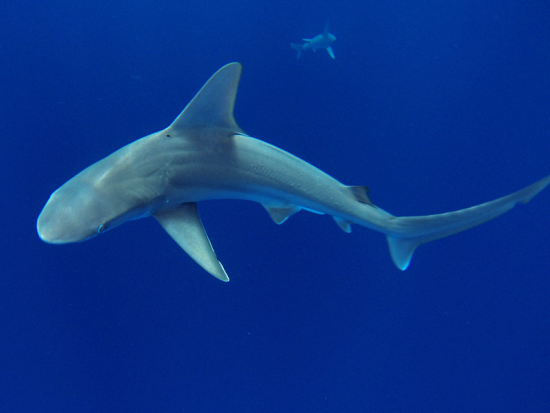 シャークシュノーケリング　ケージ無しでサメと泳ぐ非日常体験 ＜2時間／貸切プランあり／ノースショア発＞