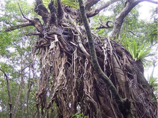 世界遺産の森「西部照葉樹林」トレッキングツアー　野生のガジュマルの巨木やヤクザル・ヤクシカに出会える ＜昼食付＞ by YNACクラシック