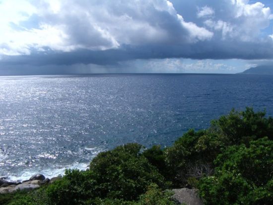 世界遺産の森「西部照葉樹林」トレッキングツアー　野生のガジュマルの巨木やヤクザル・ヤクシカに出会える ＜昼食付＞ by YNACクラシック
