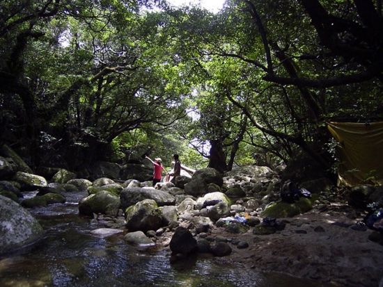 世界遺産の森「西部照葉樹林」トレッキングツアー　野生のガジュマルの巨木やヤクザル・ヤクシカに出会える ＜昼食付＞ by YNACクラシック