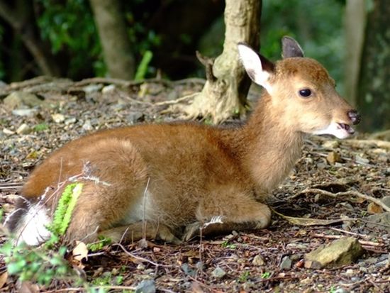 YNAC 屋久島野外活動総合センター207