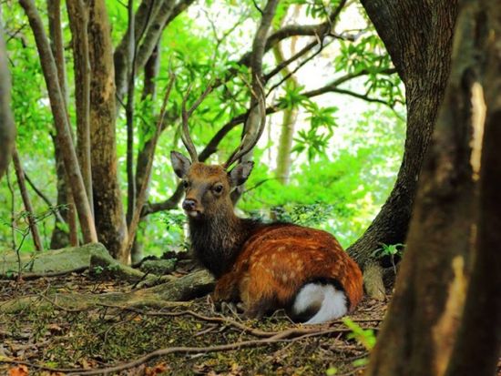 蛇之口滝トレッキングツアー　屋久島最大の滝の滝壺を目指す！下山後は名湯「尾之間温泉」でリラックス♪ ＜昼食込＞by YNACクラシック