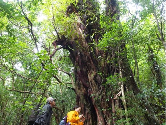 蛇之口滝トレッキングツアー　屋久島最大の滝の滝壺を目指す！下山後は名湯「尾之間温泉」でリラックス♪ ＜昼食込＞by YNACクラシック