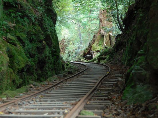 【1組限定貸切】縄文杉トレッキングツアー　屋久島で思い出作り　登山装備レンタル＋携帯トイレ込み ＜宮之浦～尾之間エリア送迎可＞by屋久島ネイチャー企画フィールド