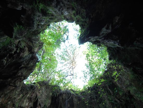 縄文杉トレッキングツアー 屋久島の清流で沸かすコーヒーサービス＆ステッキ1本レンタル付き＜宮之浦～尾之間エリア送迎可＞ by 屋久島ネイチャー企画フィールド