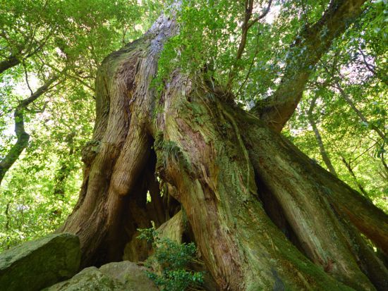 白谷雲水峡 弥生杉コース のんびりトレッキングツアー 子連れやお年寄りでも安心 by 屋久島ネイチャー企画フィールド