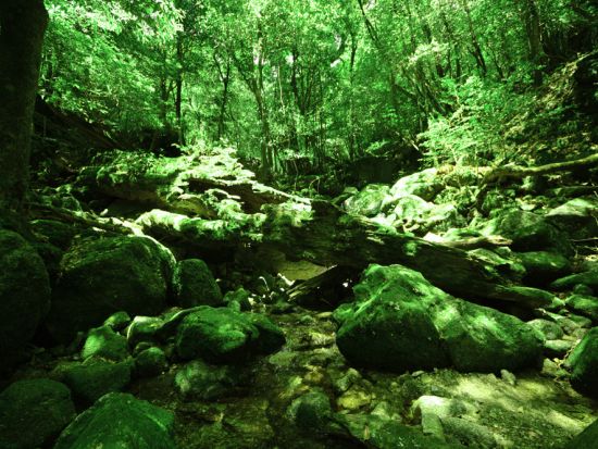 【1組限定貸切】白谷雲水峡（原生林1周）トレッキングツアー 屋久杉めぐり 登山装備レンタル＋携帯トイレ込み by屋久島ネイチャー企画フィールド 
