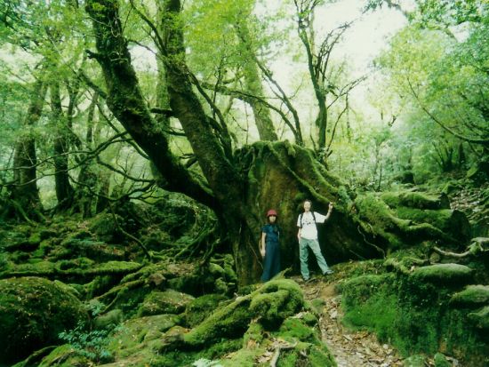 白谷雲水峡1日（苔むす森まで）トレッキング 白谷雲水峡最大の巨木『奉行杉』を見られるコース  清流で沸かすコーヒー付き　by 屋久島ネイチャー企画フィールド 