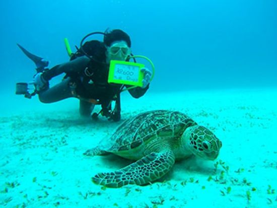 体験ダイビング半日ツアー  たっぷり45分の潜水時間で海中世界を堪能　午前または午後 ＜名瀬・龍郷町・笠利方面送迎可＞ by 奄美大島ダイビングエンドレスブルー