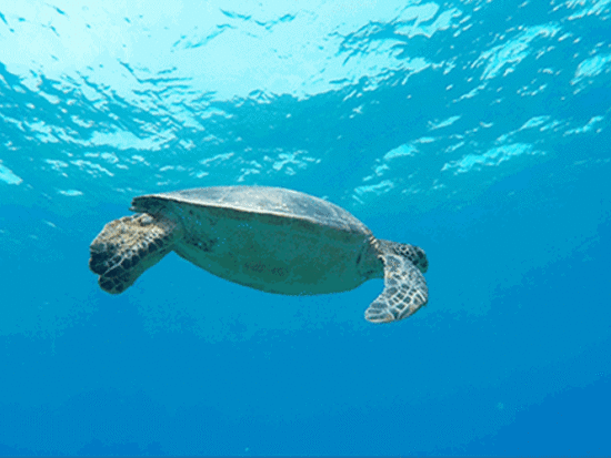 ボートシュノーケリング 神秘的な海の世界へ 器材レンタル代込＜半日（午前または午後）／名瀬・龍郷町方面送迎可＞by 奄美大島ダイビングエンドレスブルー