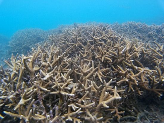 シュノーケリング サンゴ礁が広がる海中世界へ 器材レンタル代込 ＜半日（午前または午後）／名瀬・龍郷町・笠利方面送迎可＞by 奄美大島ダイビングエンドレスブルー