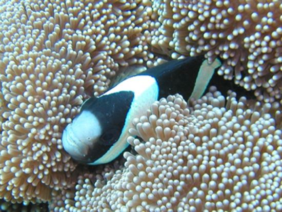 シュノーケリング サンゴ礁が広がる海中世界へ 器材レンタル代込 ＜半日（午前または午後）／名瀬・龍郷町・笠利方面送迎可＞by 奄美大島ダイビングエンドレスブルー