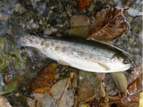 渓流釣り体験　十勝川本流・支流で渓流魚を狙おう！＜4～10月／上川郡＞
