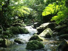 海猫 オオゴマダラ01