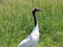 丹頂鶴自然公園2