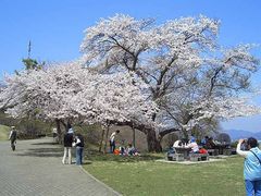 美の山の桜
