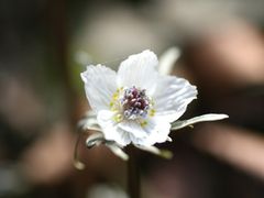 両神堂上節分草