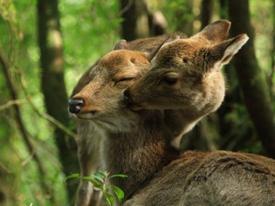 縄文杉トレッキングツアー 登山装備レンタル付きプランあり ＜貸切、写真撮影オプション追加可能＞ by 屋久島ガイド 山好き