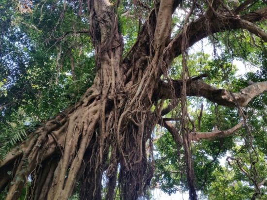 ガンガラーの谷ウォーキングツアー イナグ洞・イキガ洞・武芸洞など専任ガイドがご案内！＜南城市＞