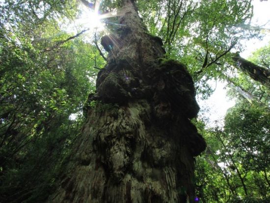 太忠岳（ヤクスギランド『蛇紋杉→天文の森→太忠岳山頂』） 日帰りトレッキングツアー＜貸切、登山装備レンタル可能＞ by 屋久島ガイド　山好き