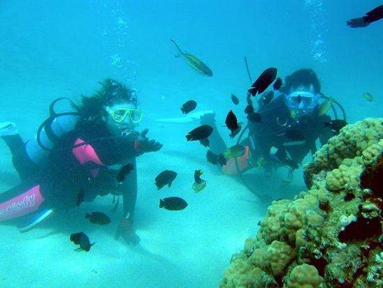体験ダイビング半日ツアー  たっぷり45分の潜水時間で海中世界を堪能　午前または午後 ＜名瀬・龍郷町・笠利方面送迎可＞ by 奄美大島ダイビングエンドレスブルー