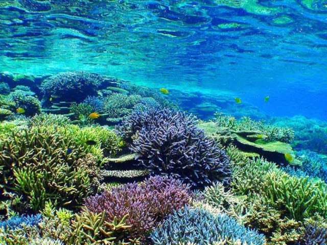 石垣島 天然古珊瑚 美品3点 - 置物
